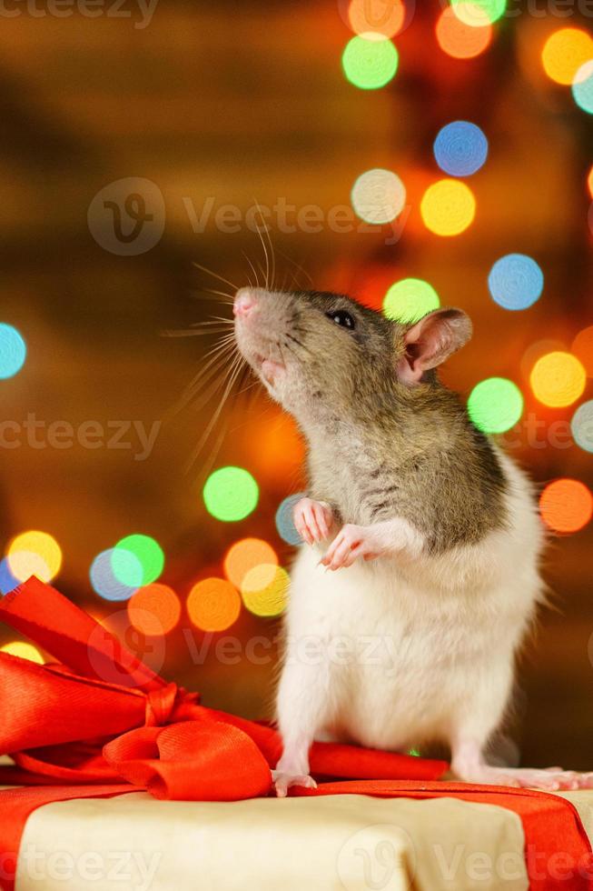 portrait of a rat with a gift on a new year background with bokeh photo