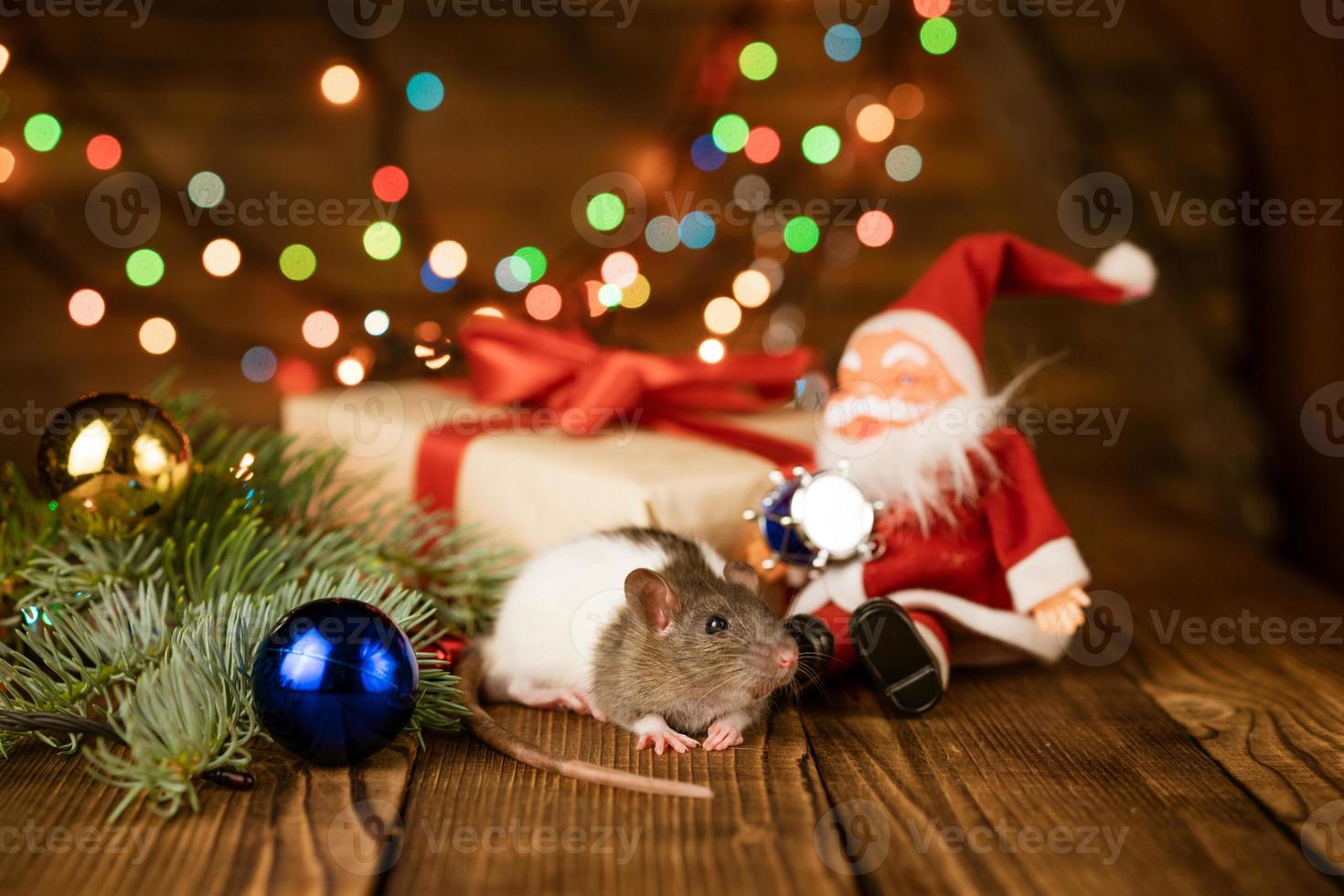 a pet rat among the Christmas decor on a wooden background photo