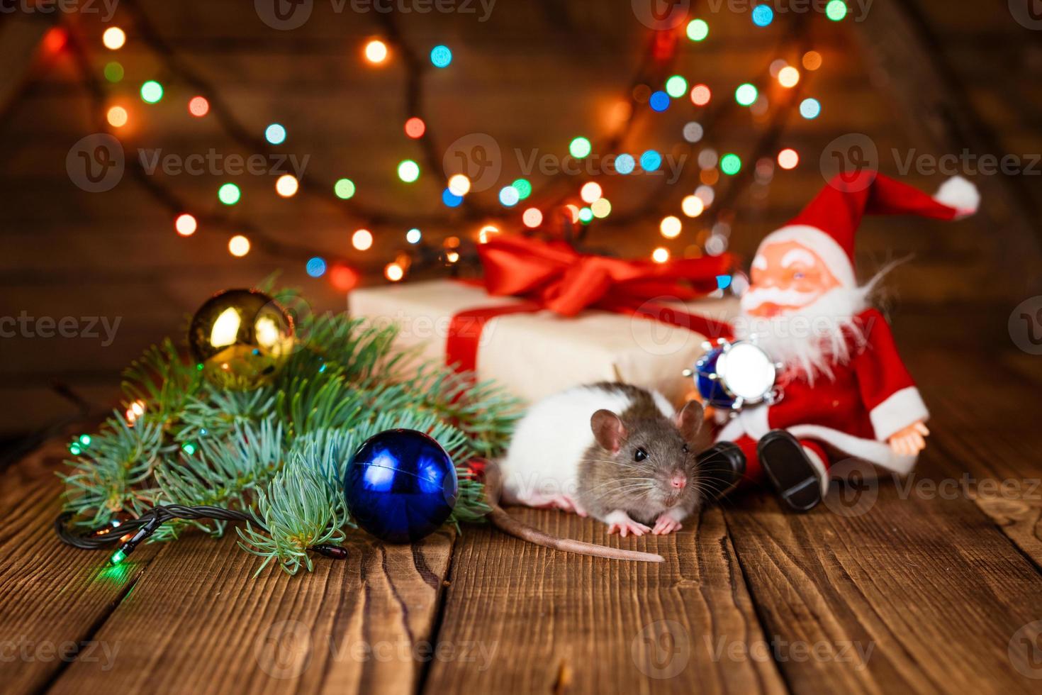 Cute pet rat in new year's decor. Cute rat is sitting santa claus toy, next photo