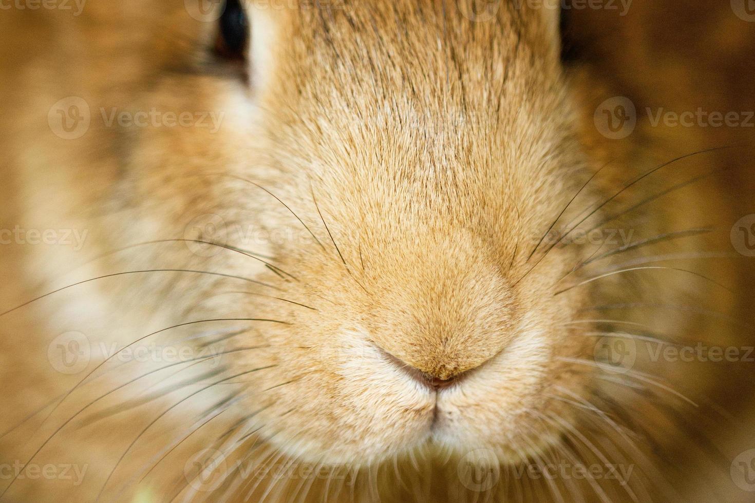 muzzle close-up of a funny cute red rabbit photo