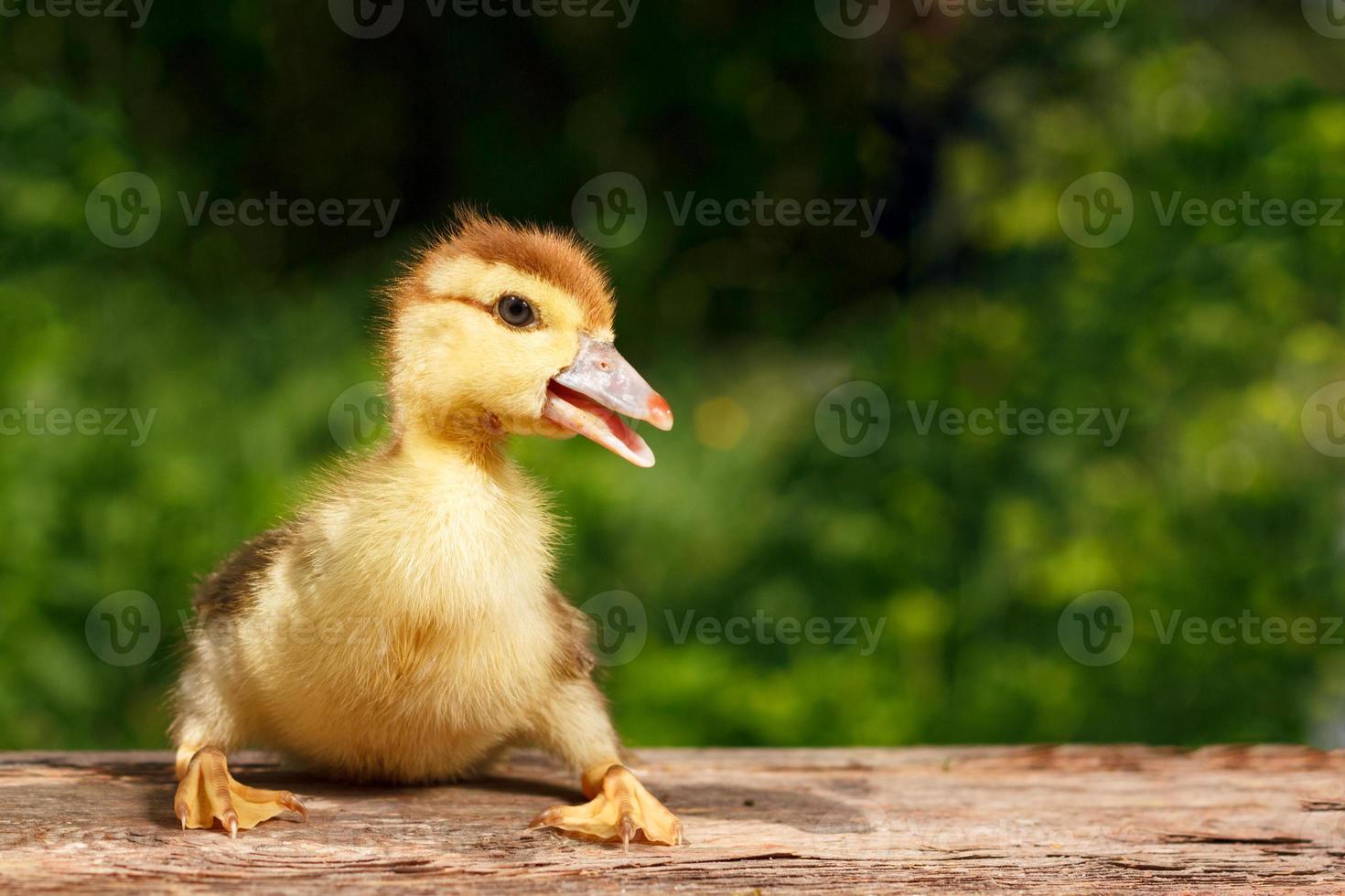 Small cute duckling on the background of green nature photo