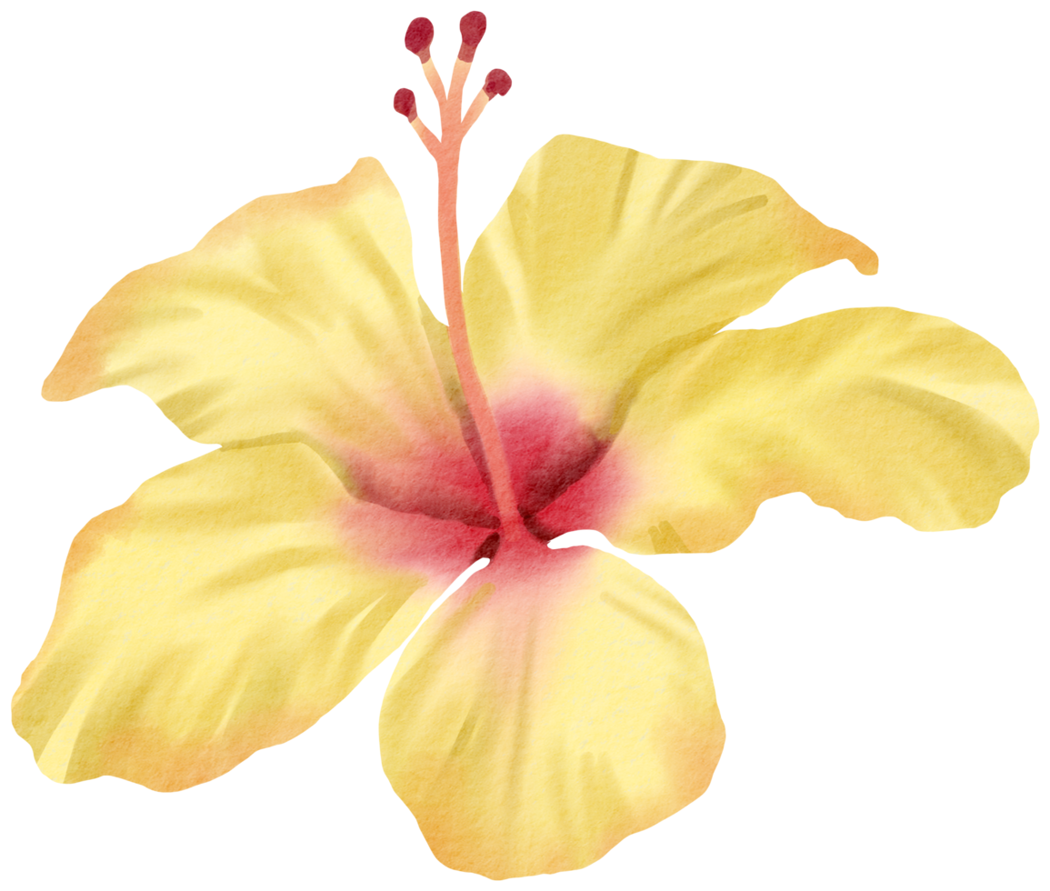 waterverf bloemen botanisch hand- verf png