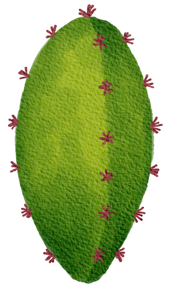 Cactus succulent plant watercolor png