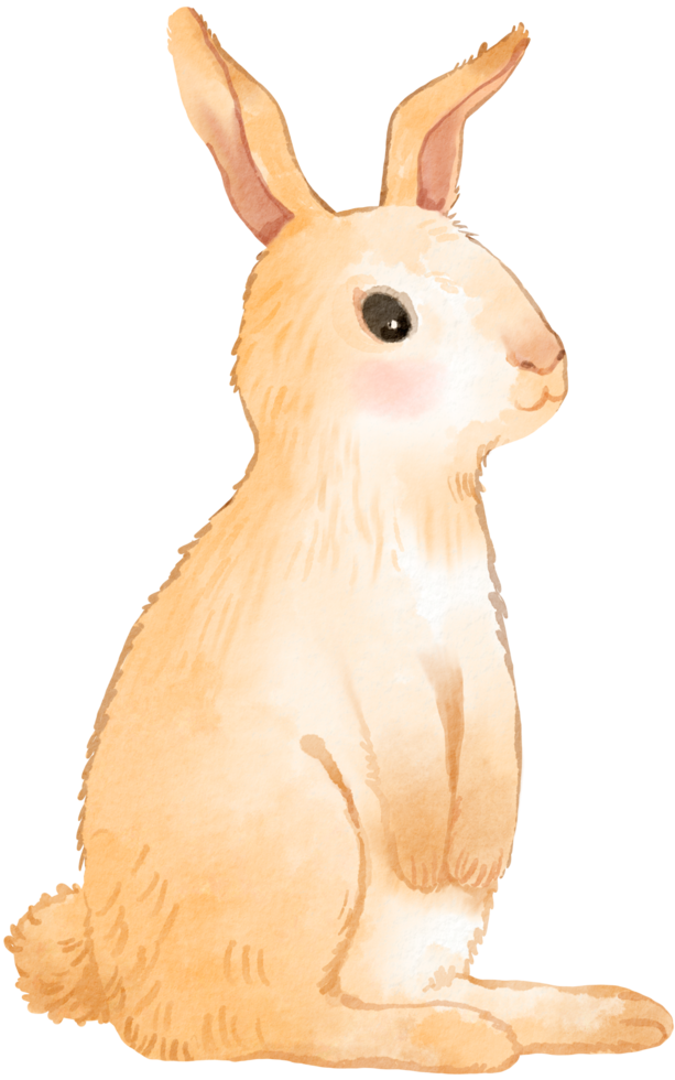 bosco adorabile animale acquerello png