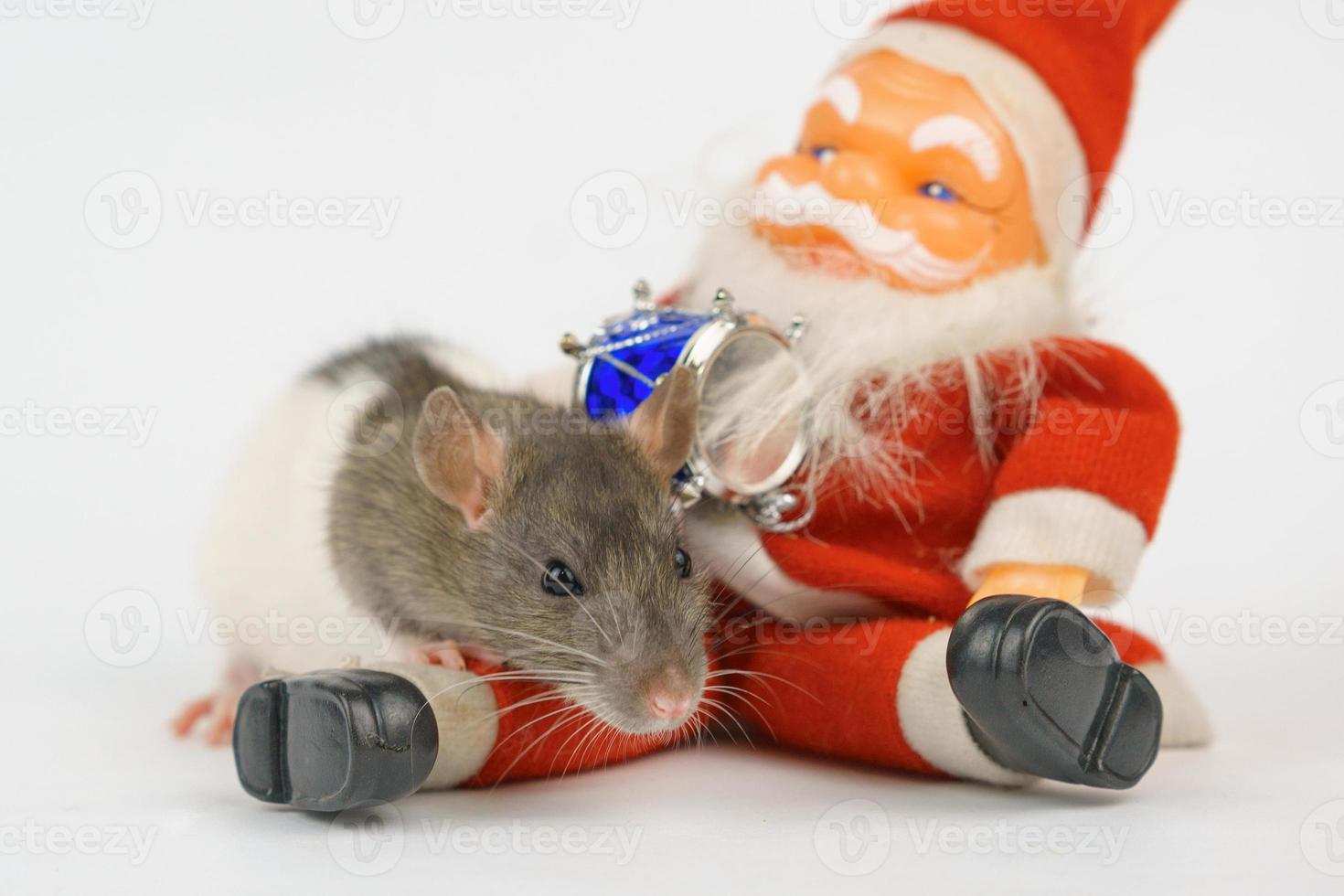 new year of the rat on white background photo