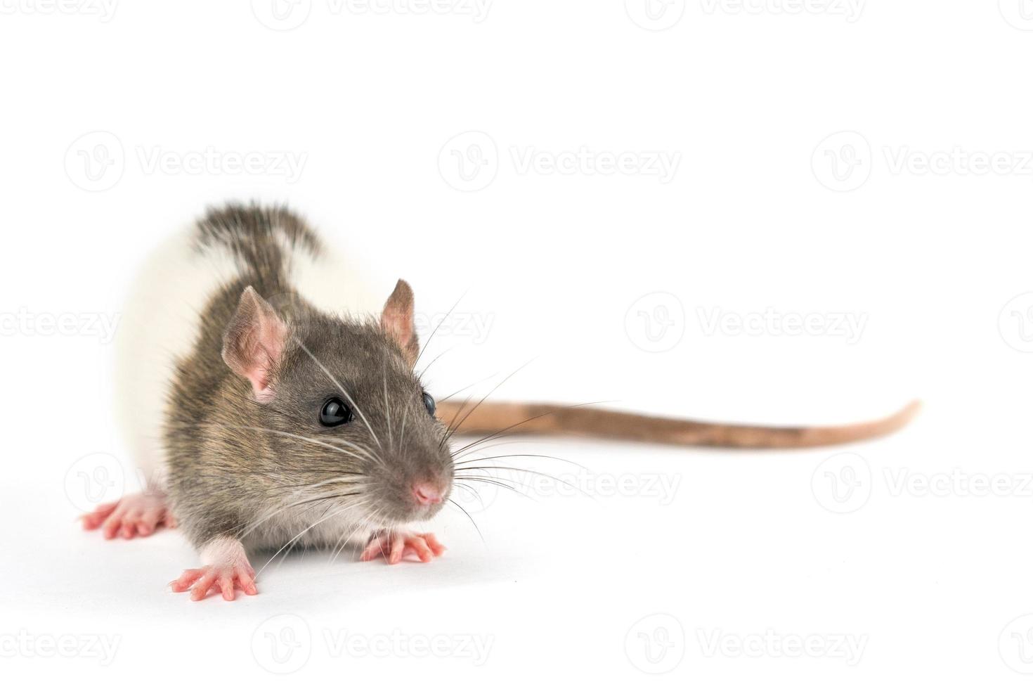 portrait of a pet rat on a white background is isolated photo
