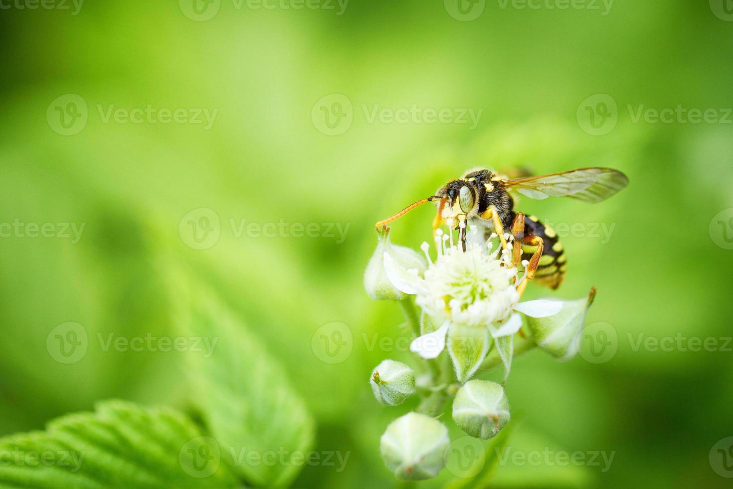 a wasp sits on a raspberry flower photo
