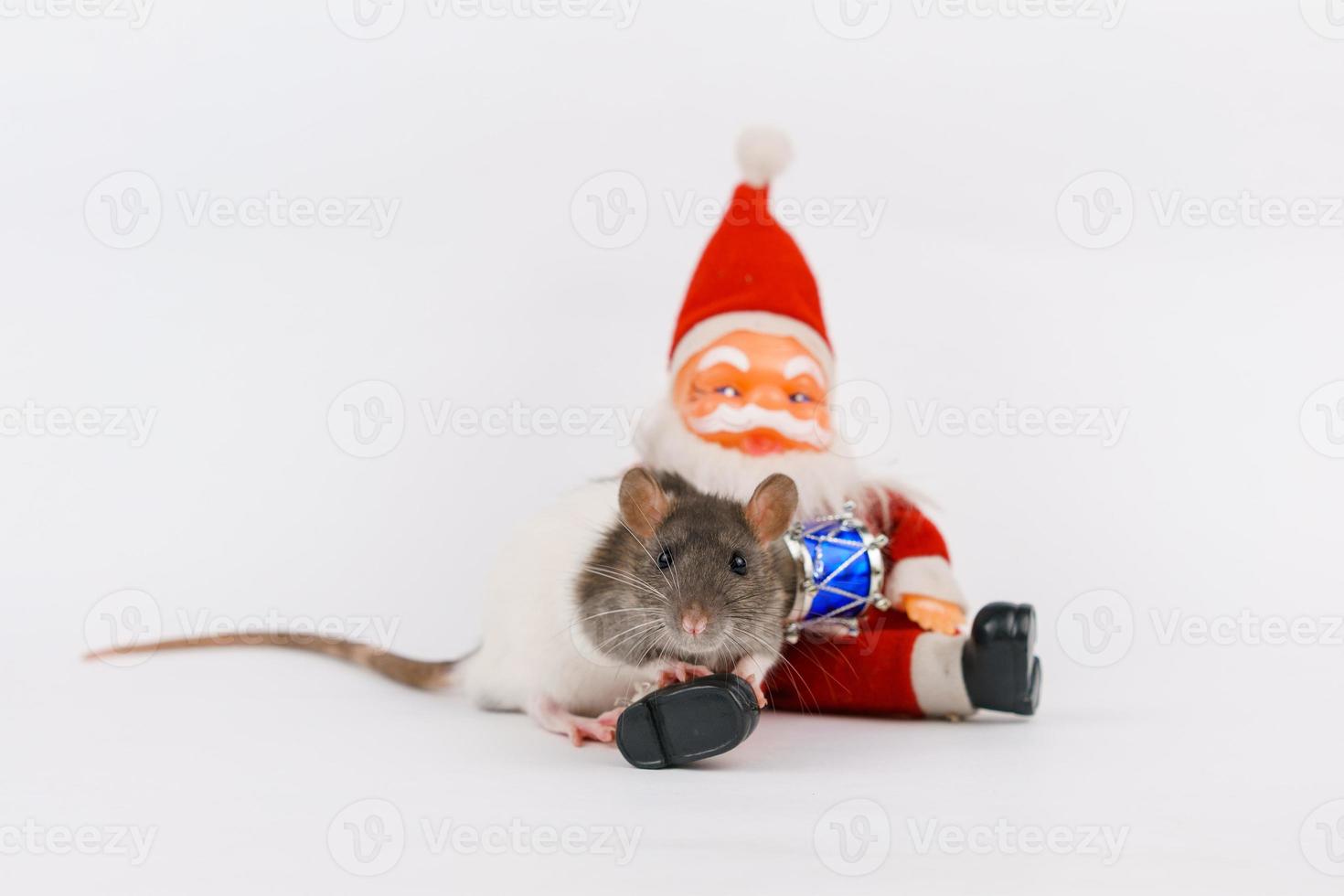 Christmas rat the symbol of new year with toy santa claus. Year of rat. Chinese photo