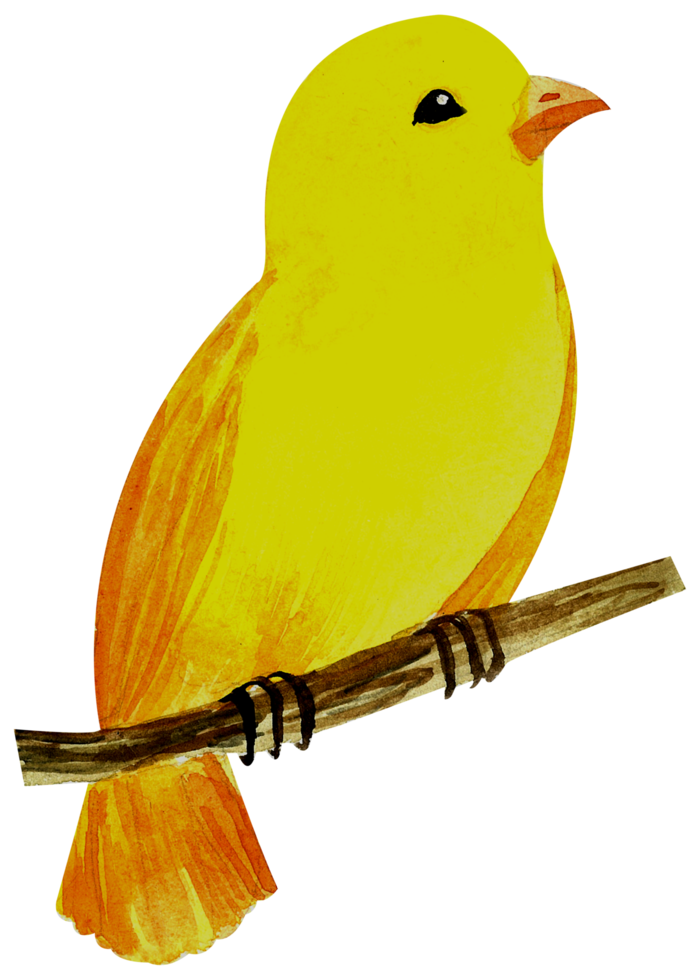 Little Bird watercolor hand paint png