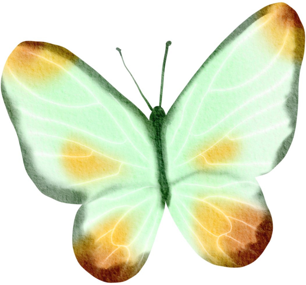 butterfly watercolor insect hand painted png