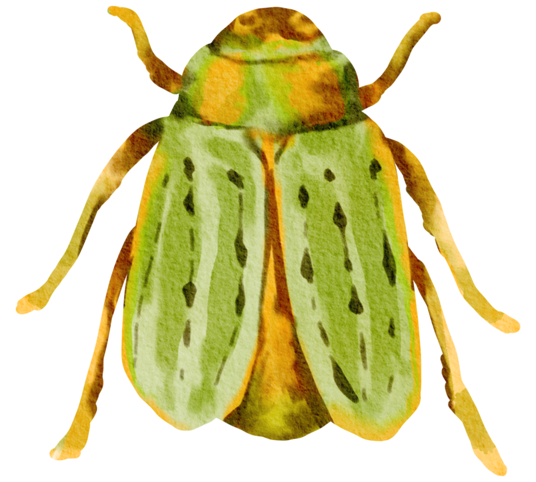 insecto acuarela insecto pintado a mano png