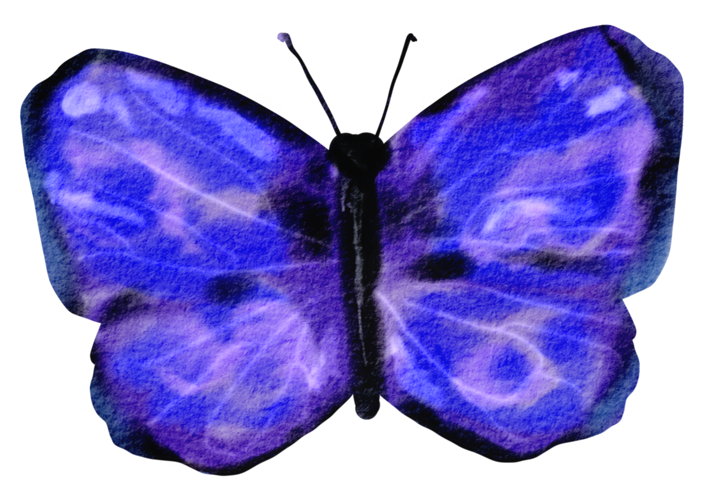 butterfly watercolor insect hand painted png