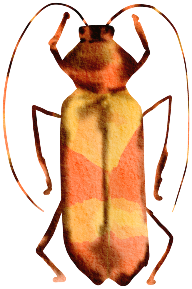 insecto acuarela insecto pintado a mano png