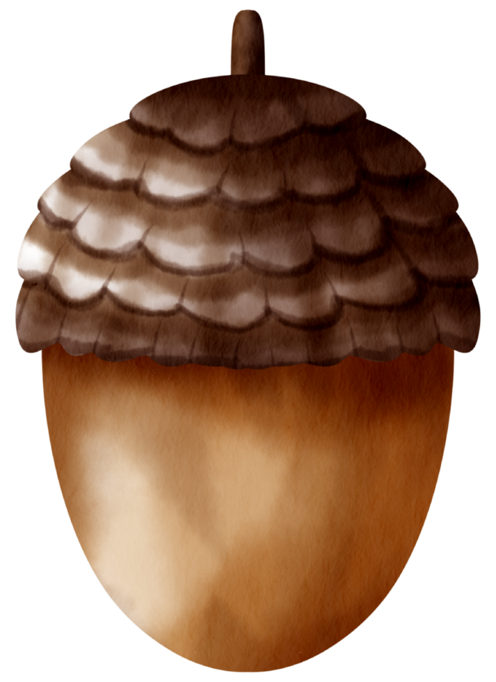 Autumn element watercolor ornament png