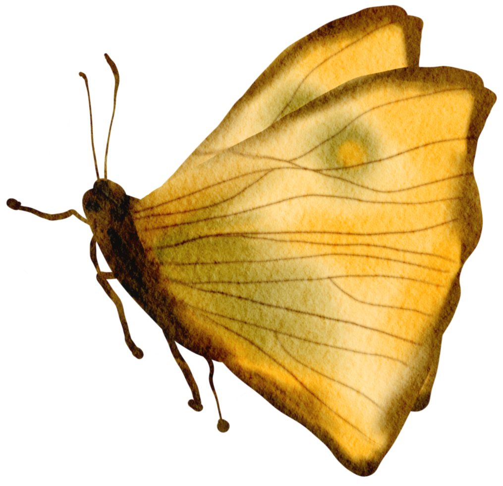 mariposa acuarela insecto pintado a mano png