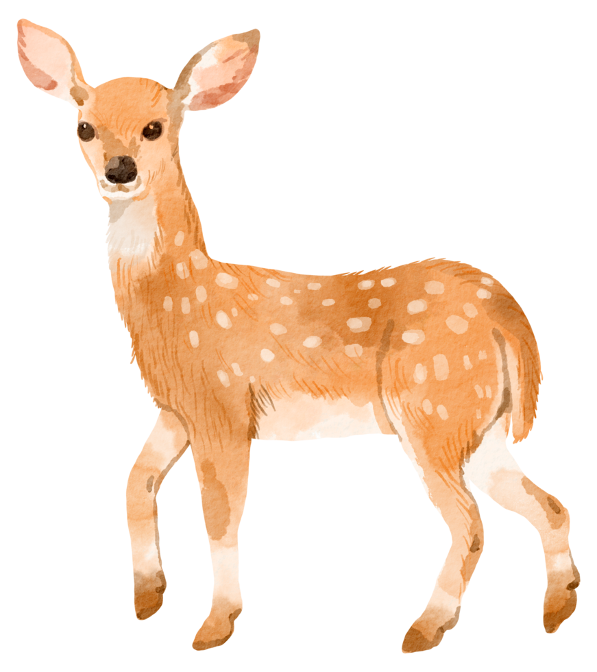 Free Woodland Creatures Png Download Free Woodland Cr - vrogue.co