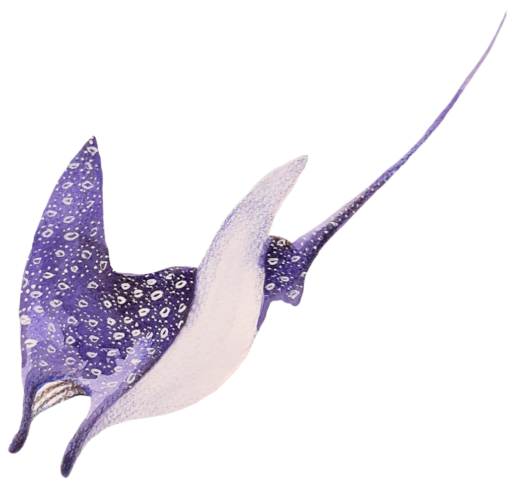 sotto il mare animale acquerello png