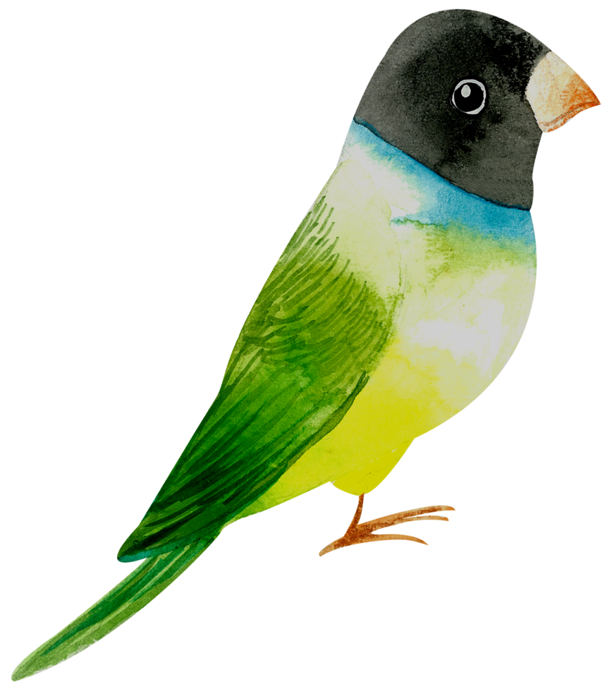 pintura de mano de acuarela de pajarito png