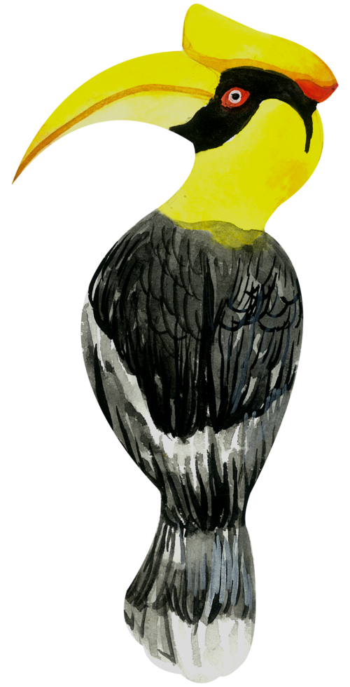 poco uccello acquerello mano dipingere png