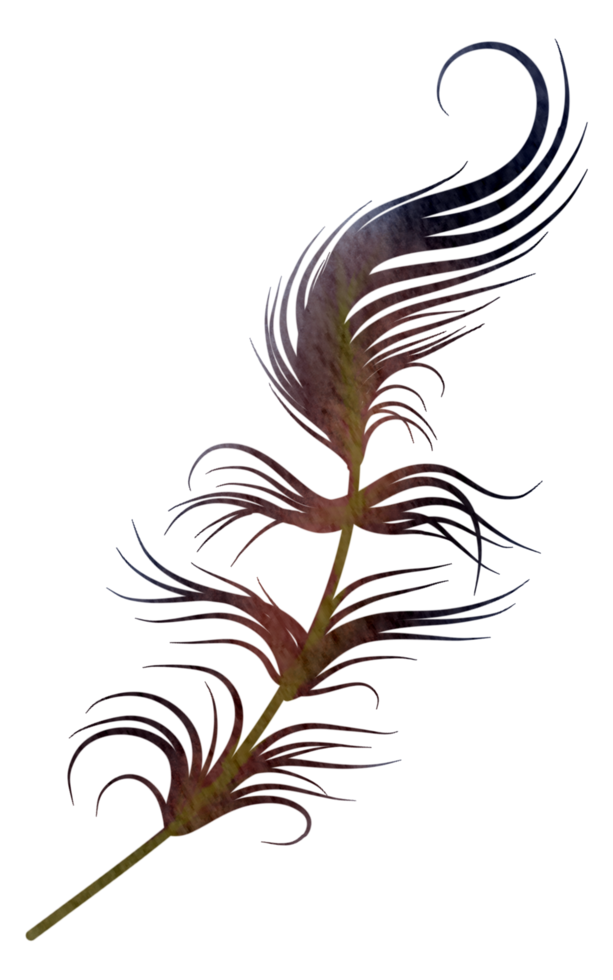 Feather watercolor hand paint png