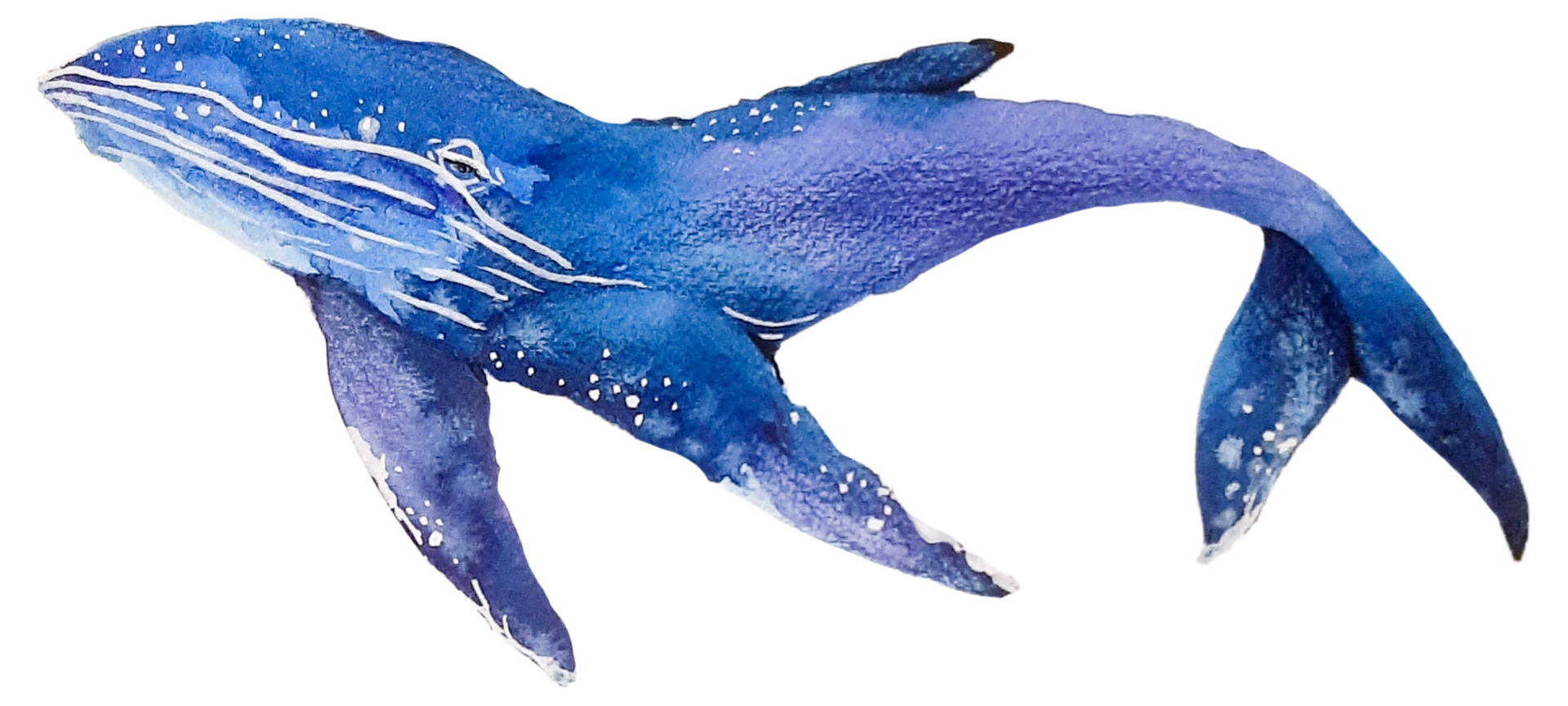 sotto il mare animale acquerello png