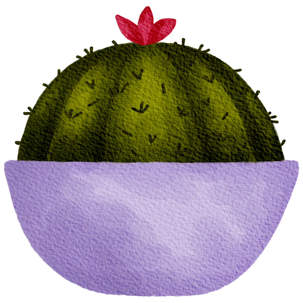 Cactus succulent plant watercolor png