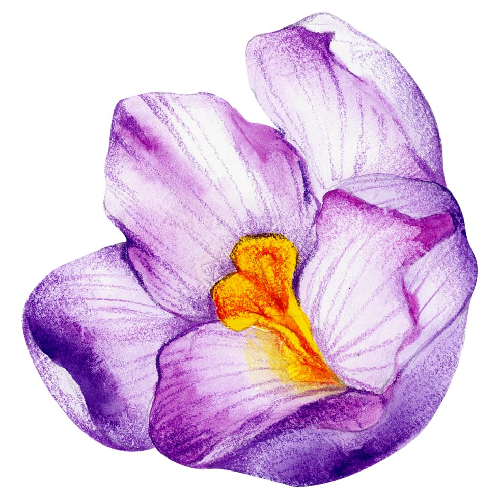 Watercolor Floral Botanical hand paint png