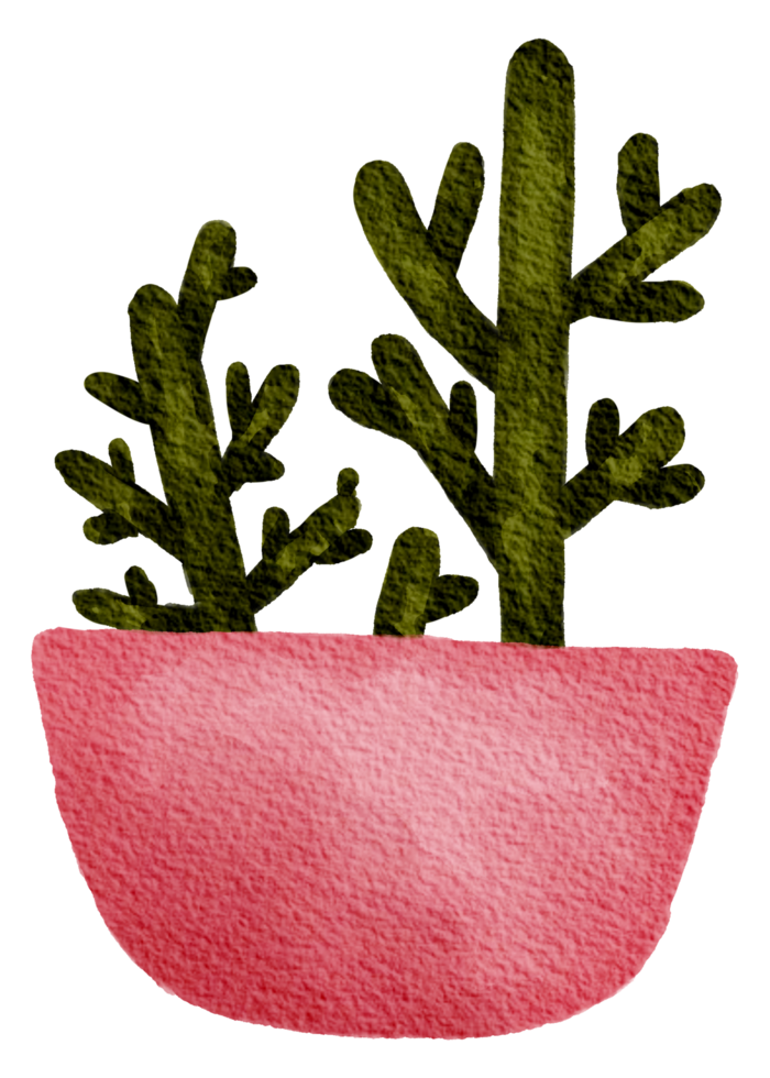 Cactus succulent plant watercolor png