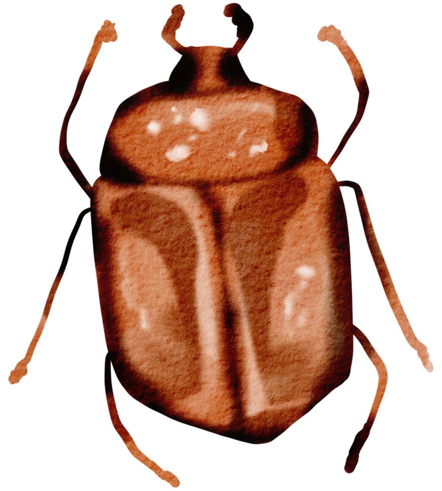 kever waterverf insect hand- geschilderd png