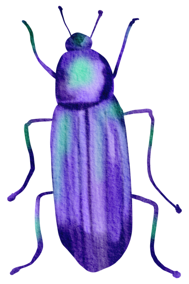 bogue aquarelle insecte peint à la main png