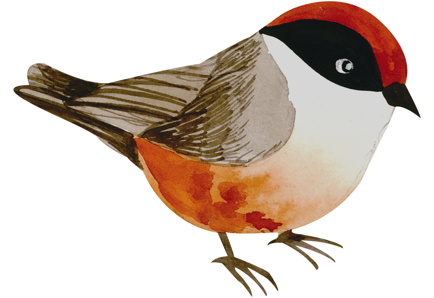 Little Bird watercolor hand paint png