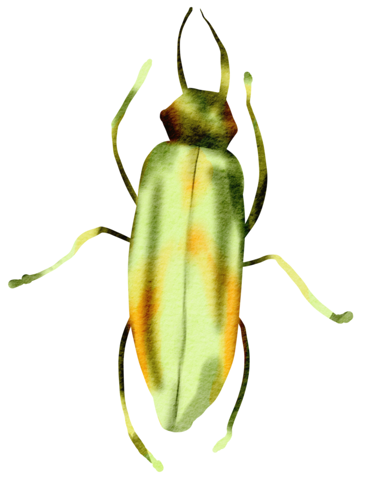 Bug watercolor insect hand painted png