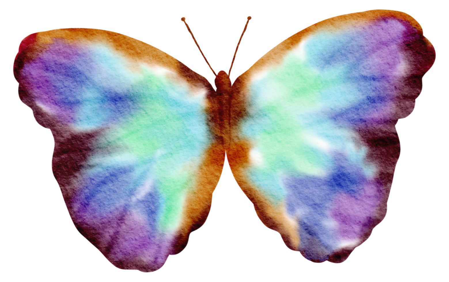 butterfly watercolor insect hand painted png