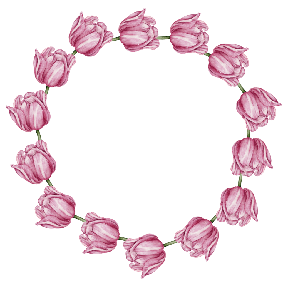 tulipe rose botanique floral aquarelle png