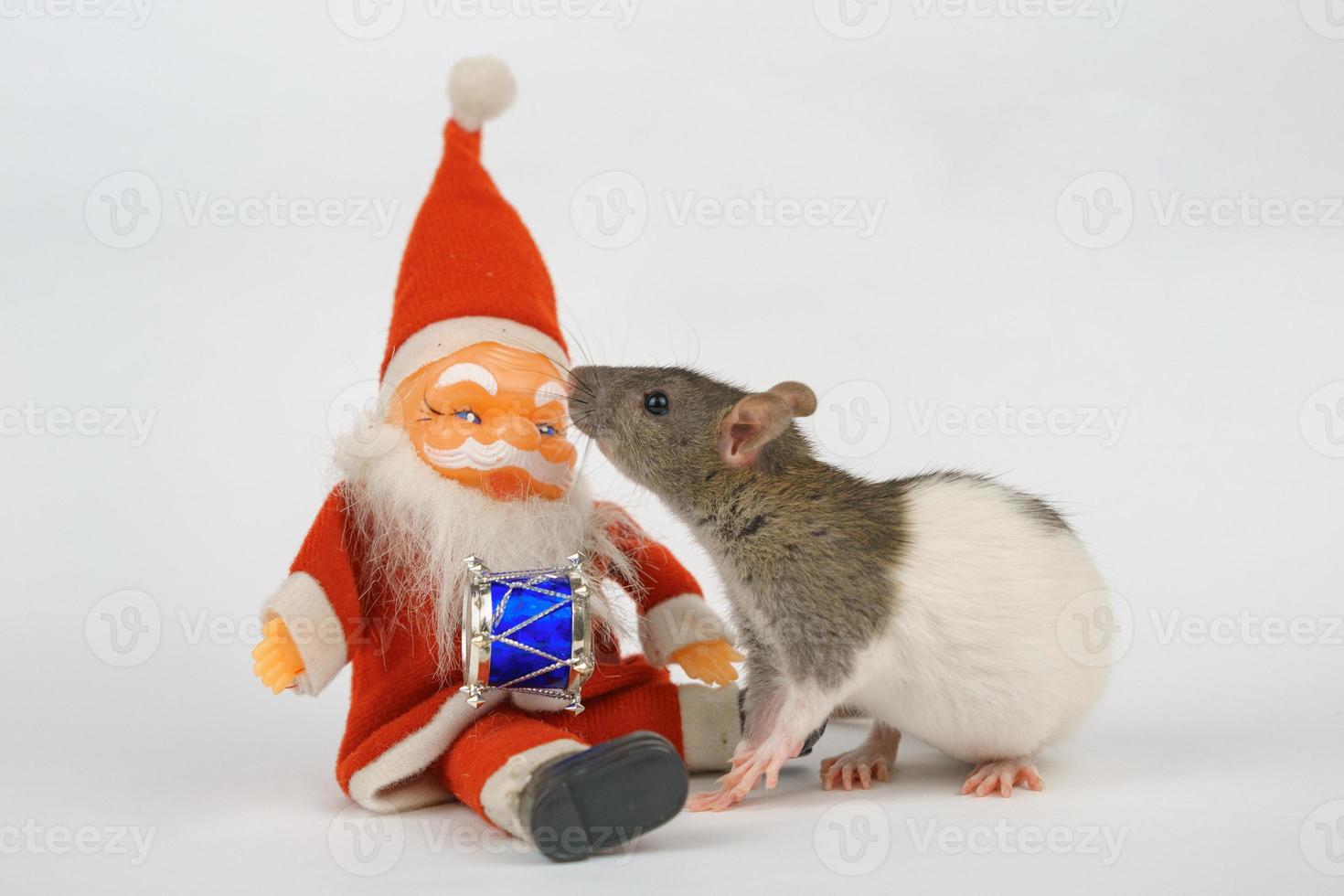 new year of the rat on white background photo