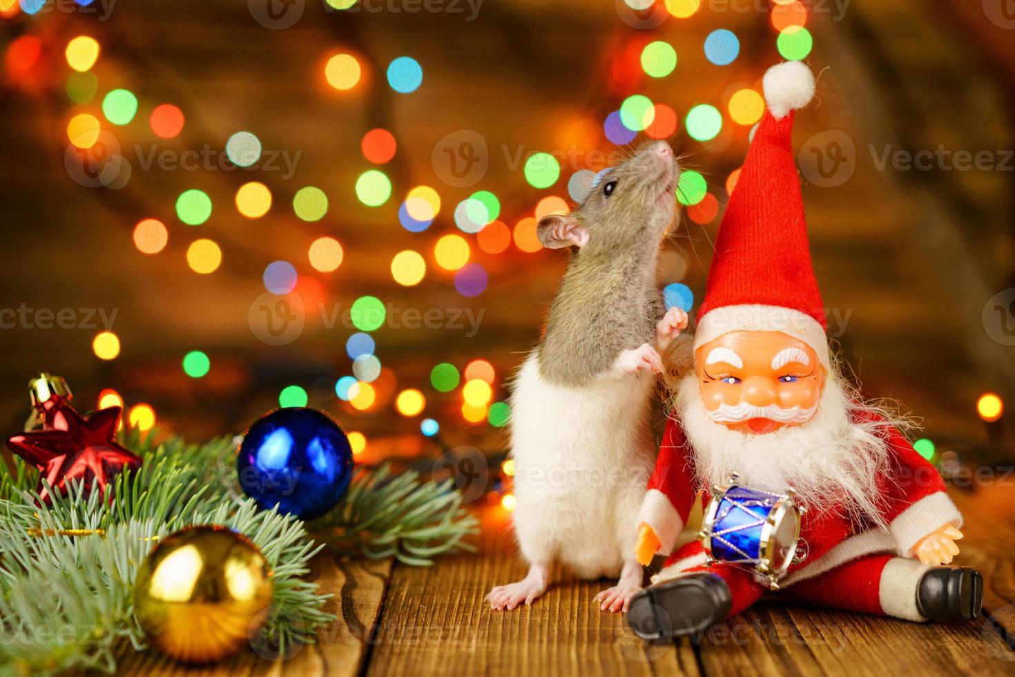 portrait of a rat on a wooden background, beautiful bokeh in the background photo