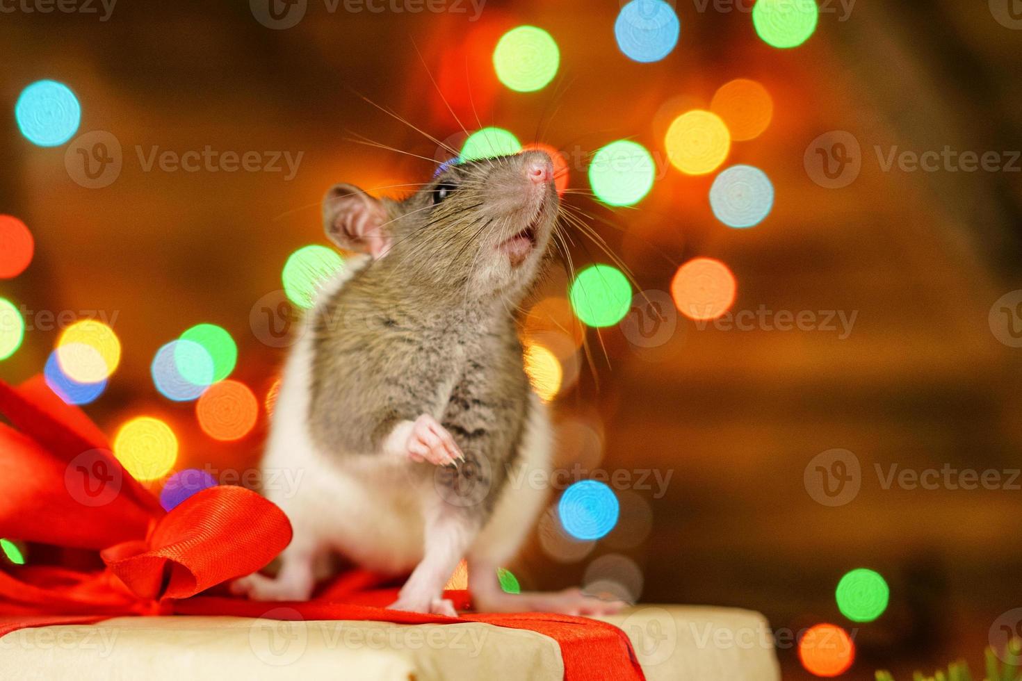 portrait of a rat with a gift on a new year background with bokeh photo