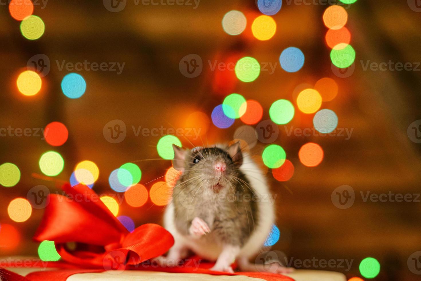 portrait of a rat with a gift on a new year background with bokeh photo
