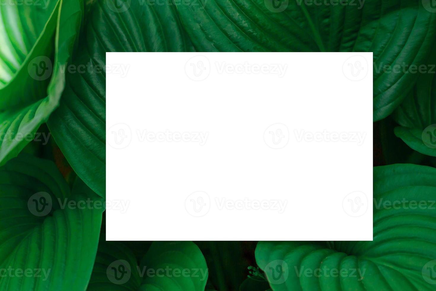 Nature concept. Layout with texture a green leaf close-up. Background with Leaves  and white frame photo