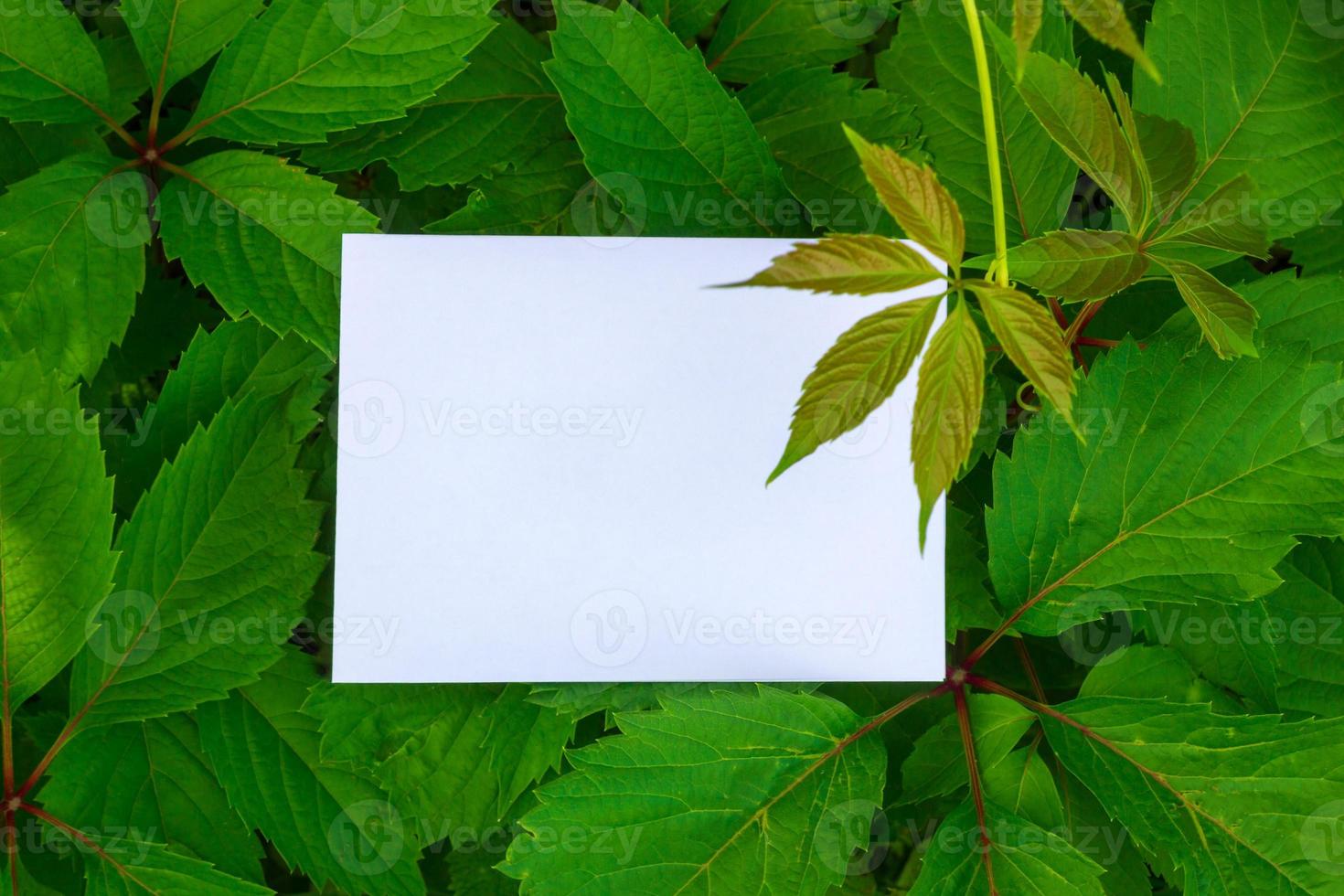 Nature concept. Layout with texture a green leaf close-up. Background with Leaves  and white frame photo