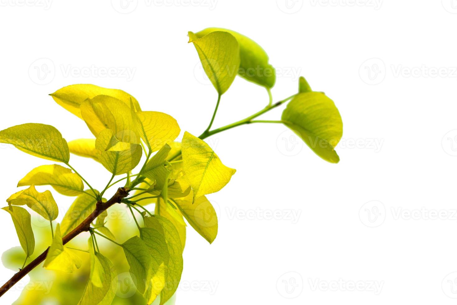 branch with leaves of a tree on a white background isolated photo