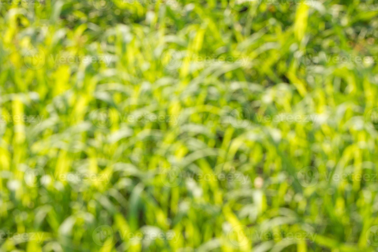 beautiful blurred green natural background, soft focus and beautiful bokeh photo
