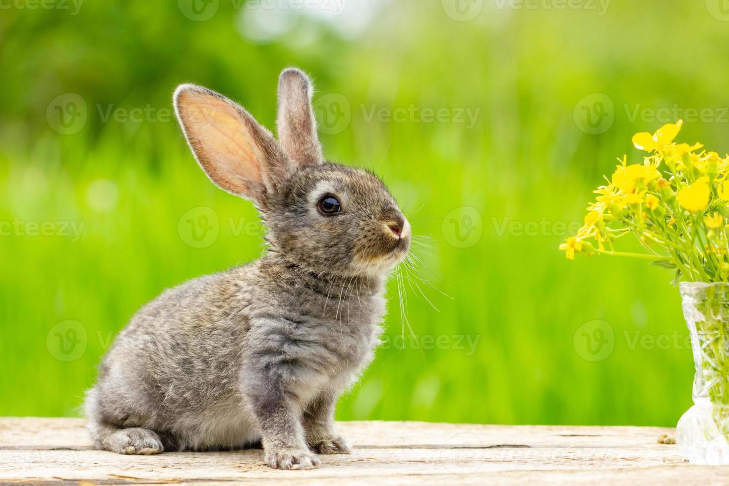 retrato de un lindo conejo gris esponjoso con orejas sobre un fondo verde natural foto