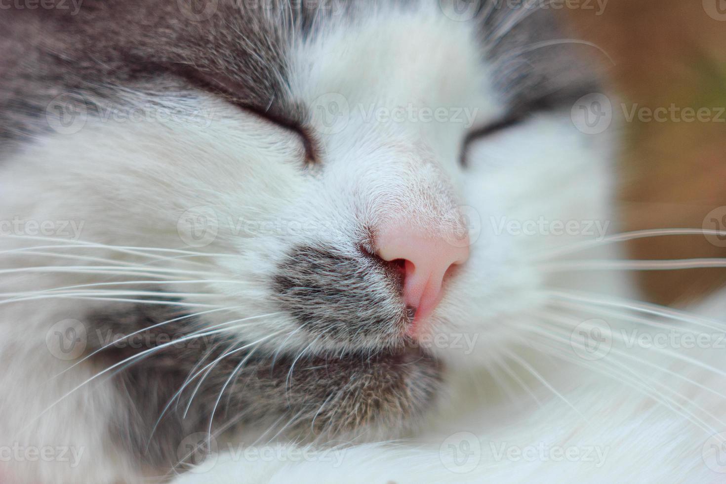 cute portrait of a cat close up photo