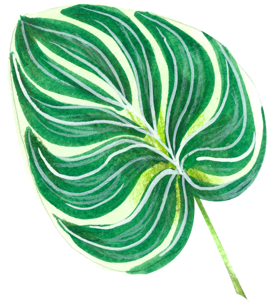 foliage watercolor leaf hand paint png