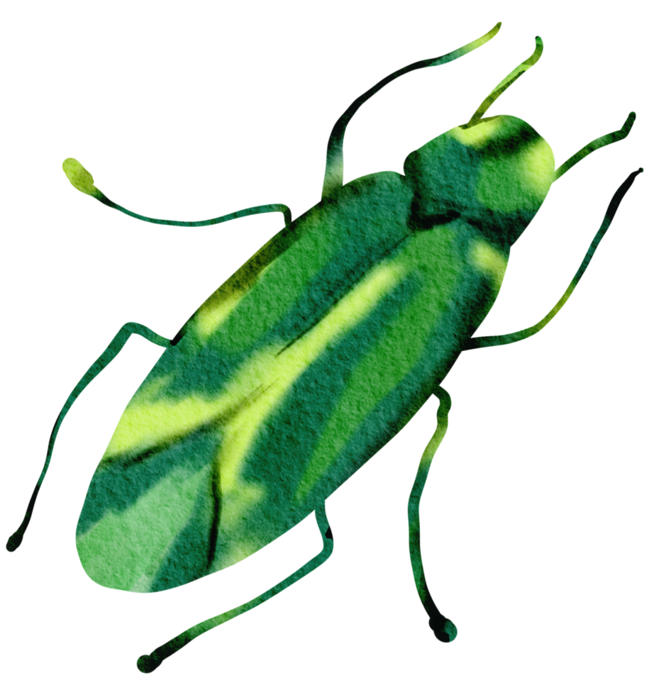 Bug watercolor insect hand painted png