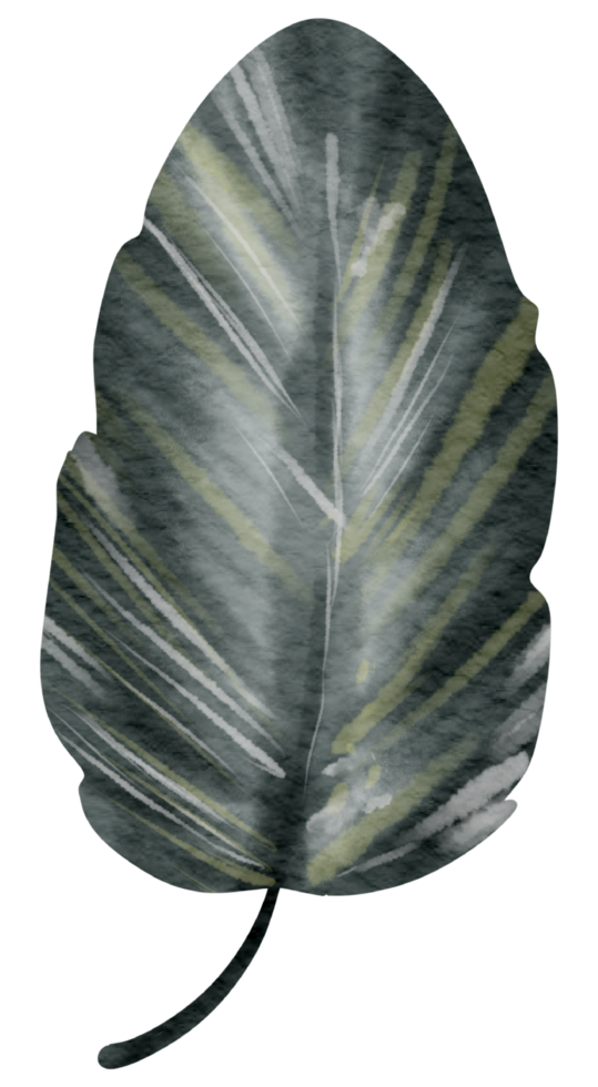 Feather watercolor hand paint png