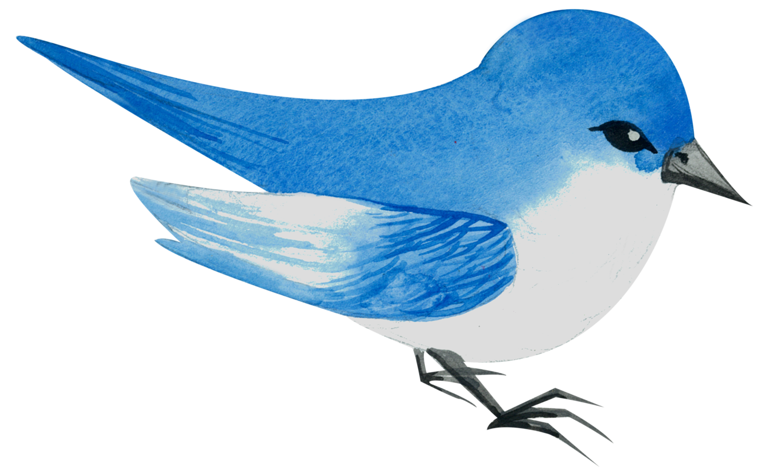 Little Bird watercolor hand paint png