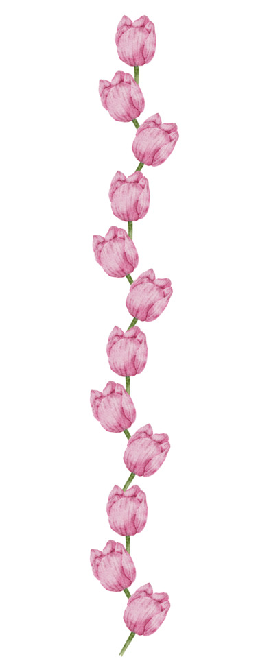 aquarela rosa floral botânico png