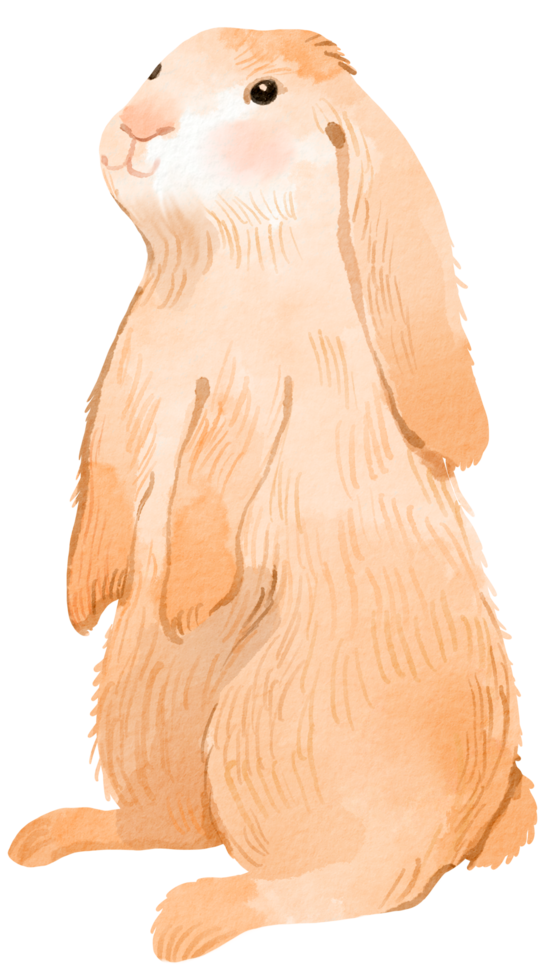 bosco adorabile animale acquerello png